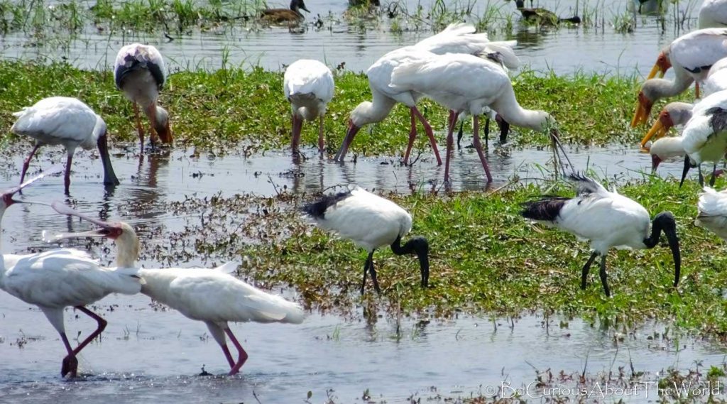 BeCuriousAboutTheWorld - Okavango Delta