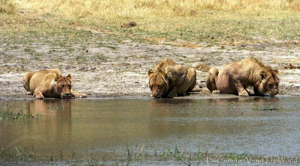 BeCuriousAboutTheWorld - Okavango Delta