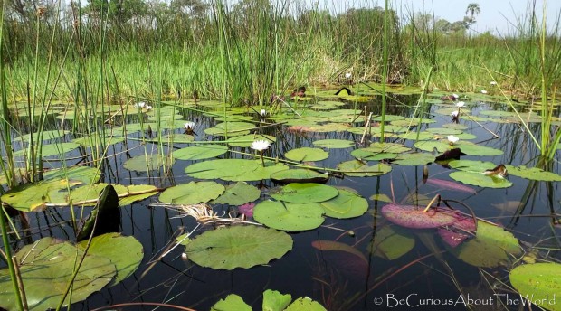 BeCuriousAboutTheWorld - Okavango Delta